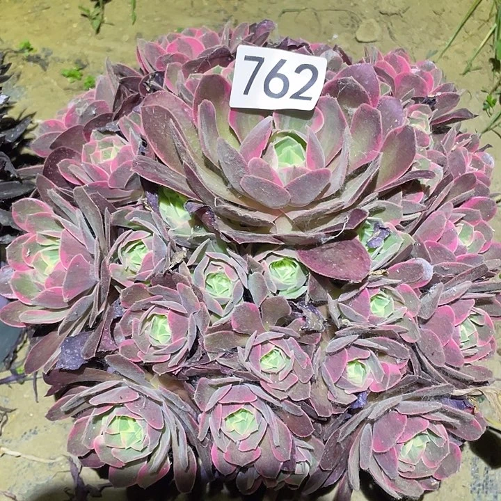 多肉植物法师762女妖