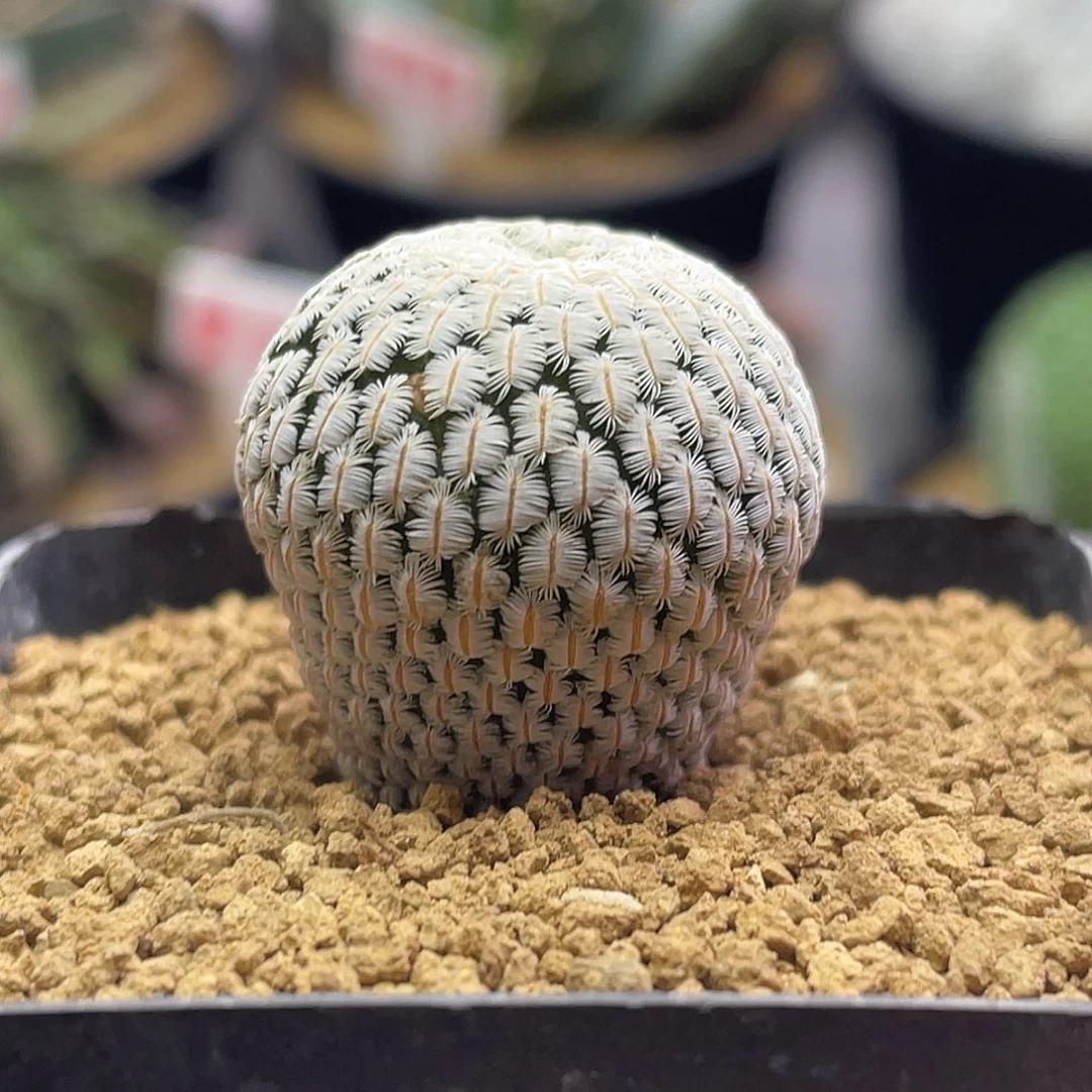 实生乳突白斜子仙人球有花苞