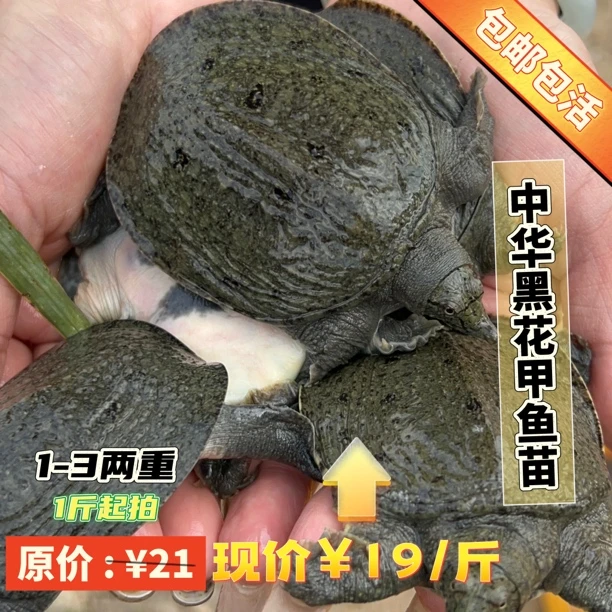 【1-3两甲鱼】外塘冷水中华小甲鱼放养生长鱼塘水库养殖中华黑花