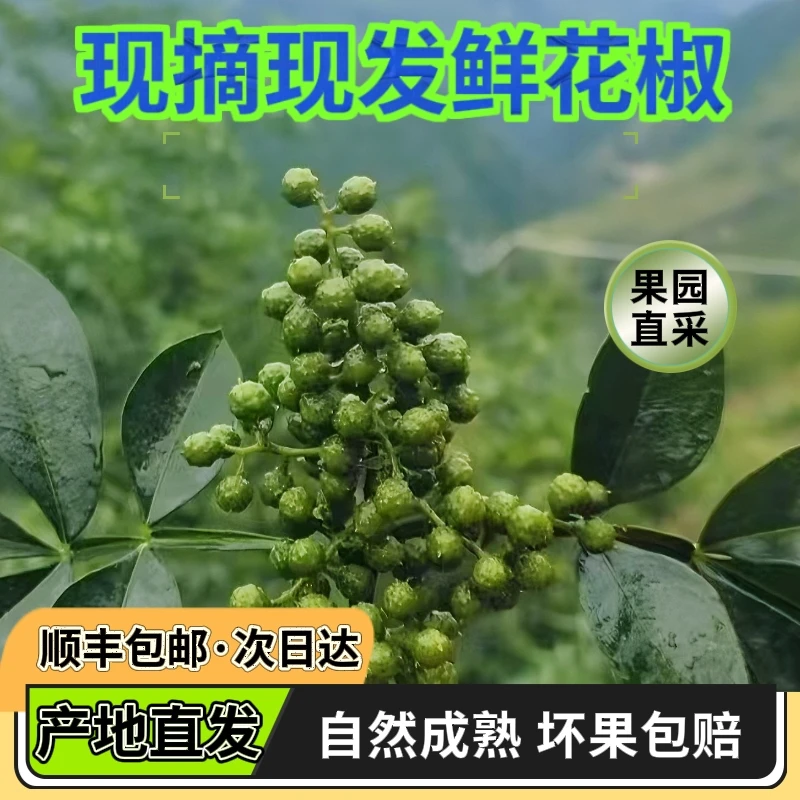云南新鲜花椒顺丰空运包邮食用青藤椒现摘现发家用炼油泡坛鲜麻椒