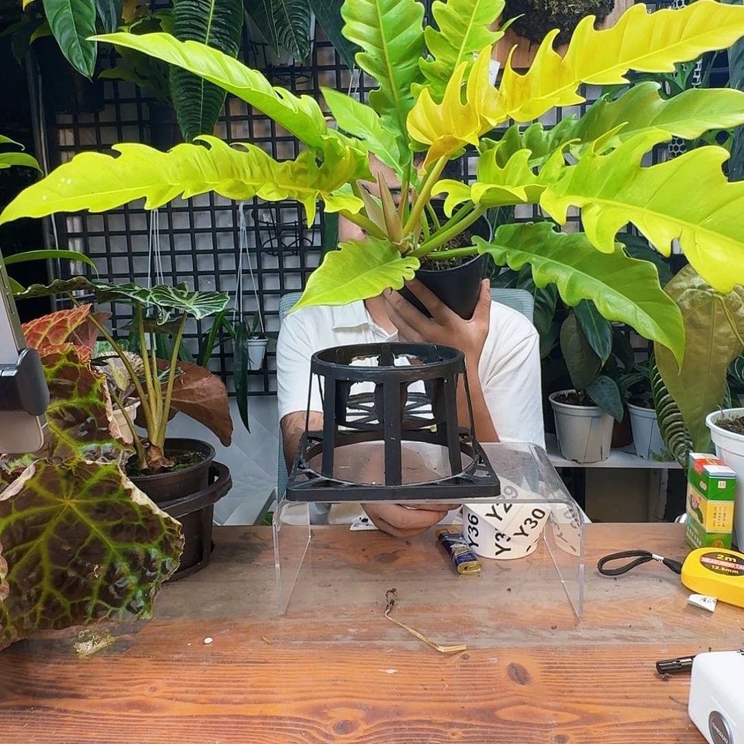 D***L无花朵一物一拍Y27
