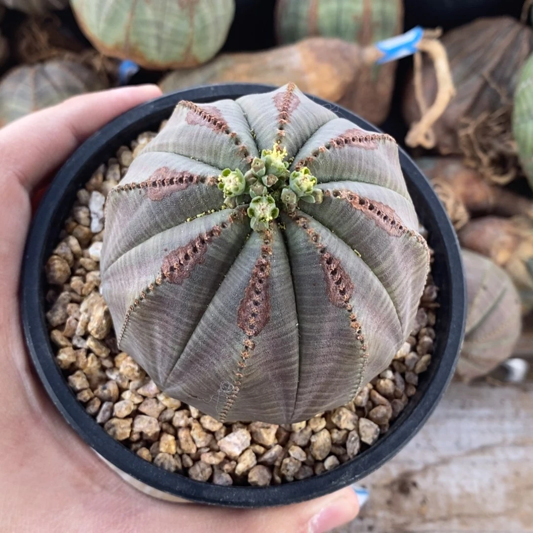 15 欧系实生布纹球多肉植物