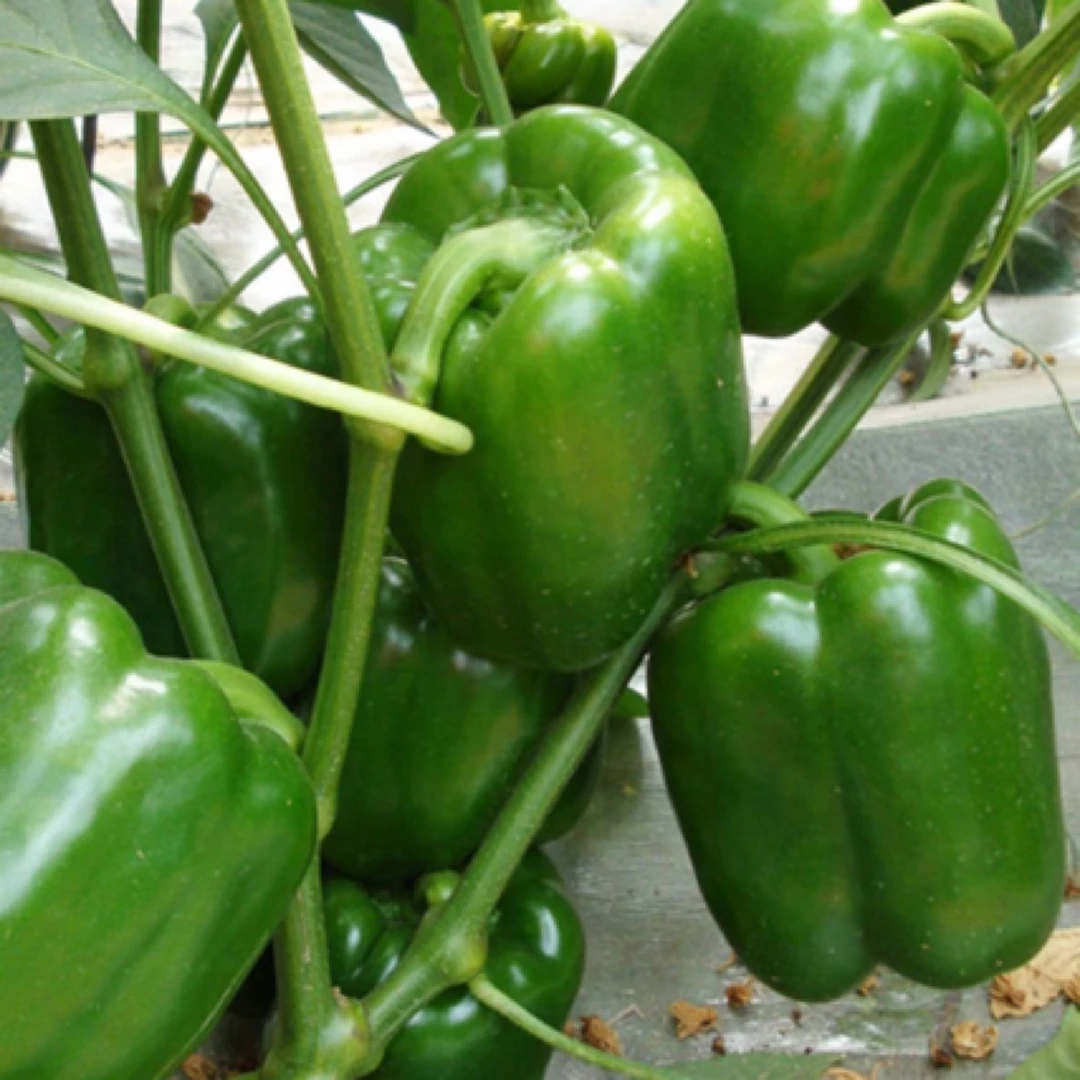 【顺丰包邮】农家露天种植甜椒2.5斤