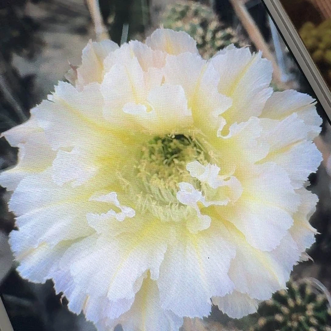 卷可可侧芽4公分彩草