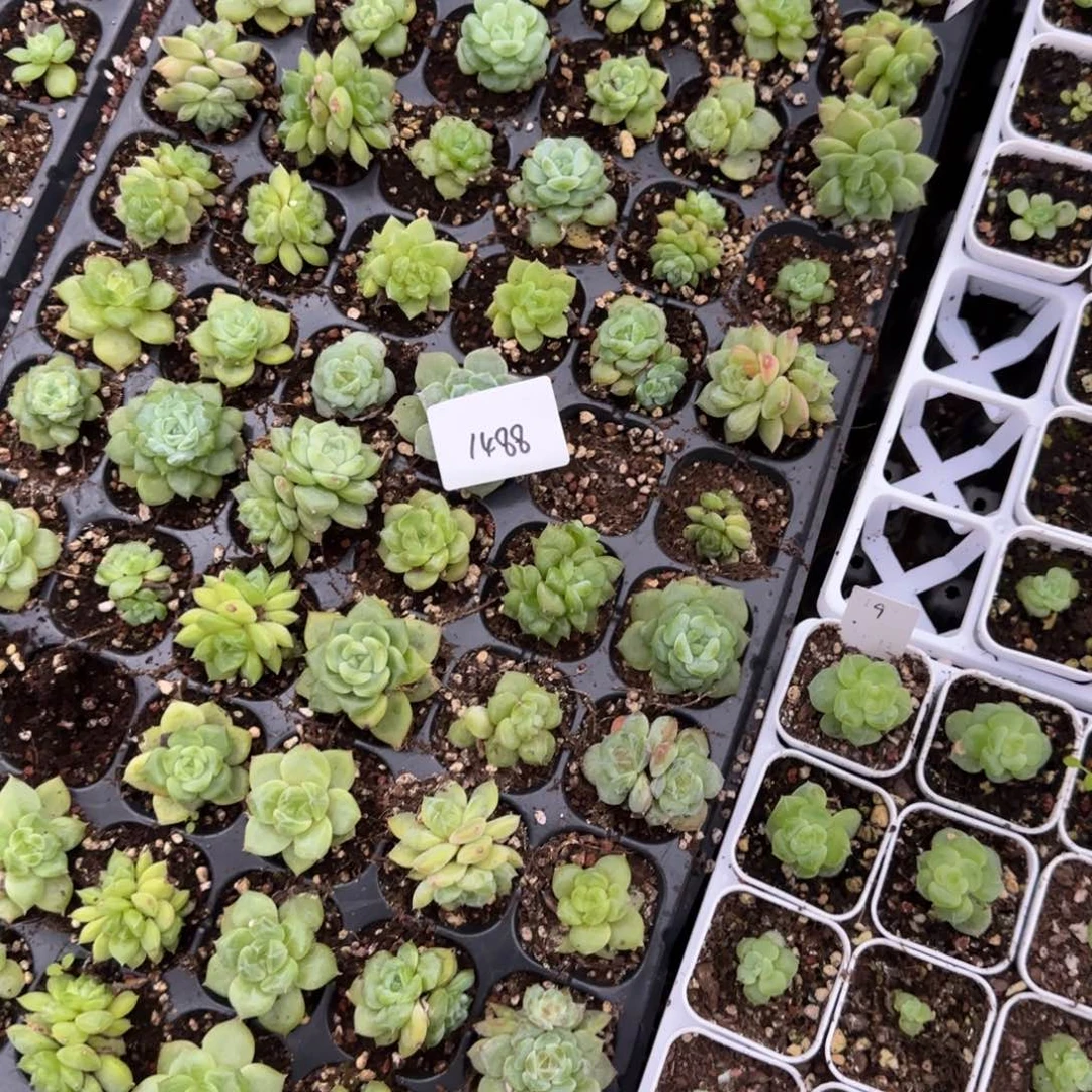 舜***子1488 号一半托满20包邮