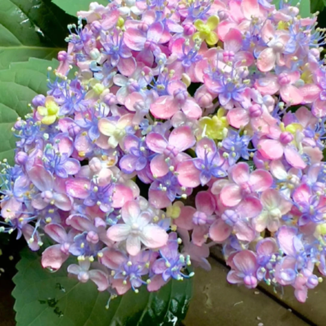 【三河千鸟】 进口绣球 室内室外盆栽地栽美观三年老桩