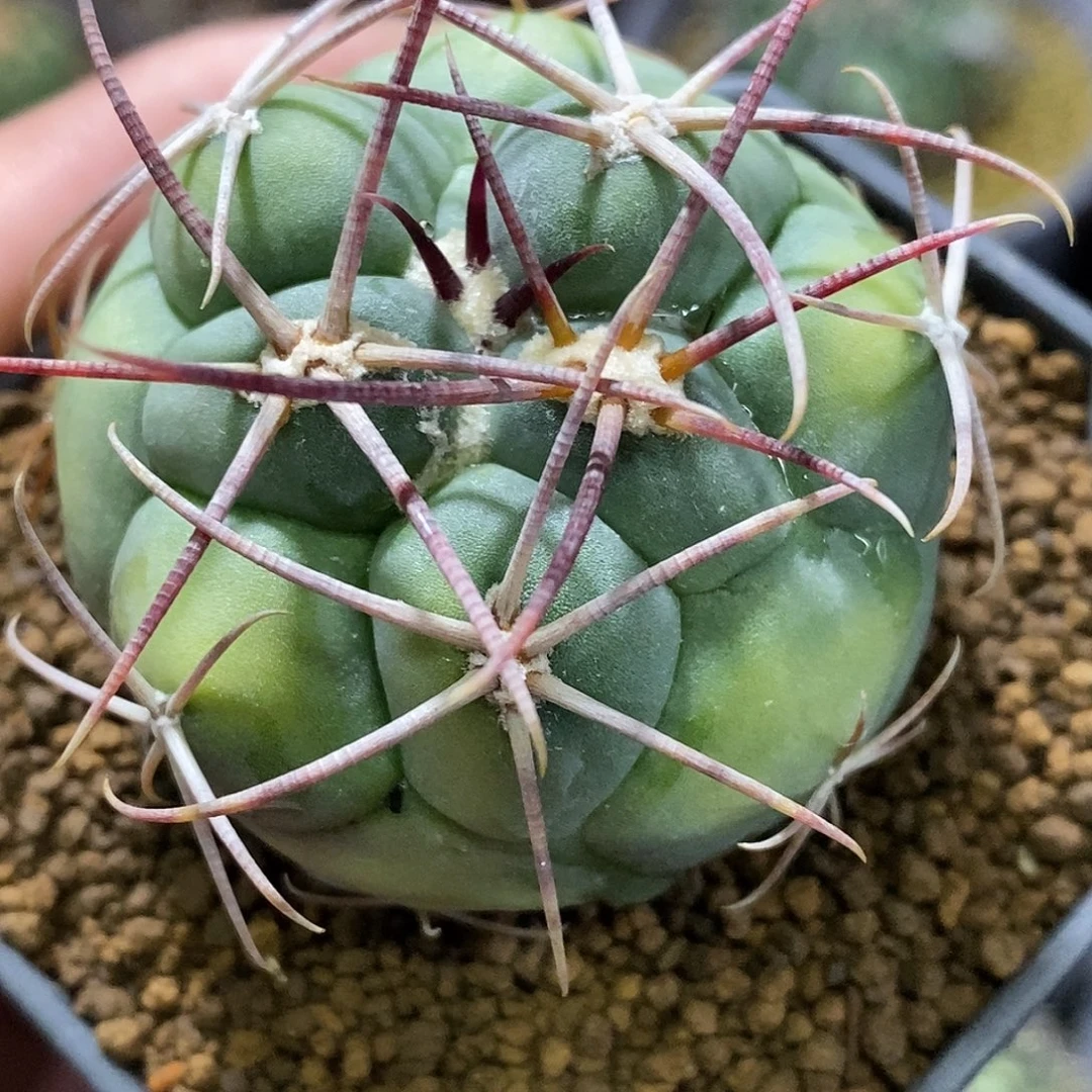 孤品实生特选株稀有黄体高木绯冠龙