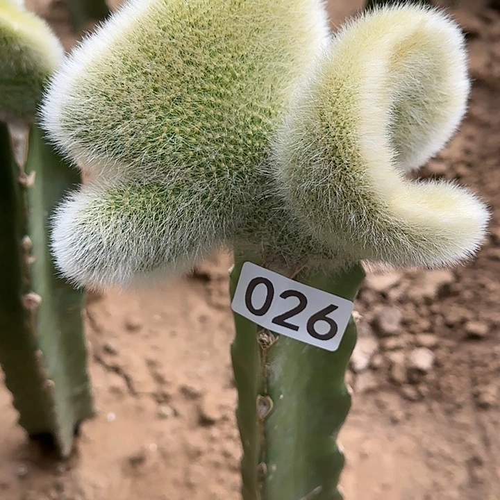 J****迎嫁接九尾狐缀化026