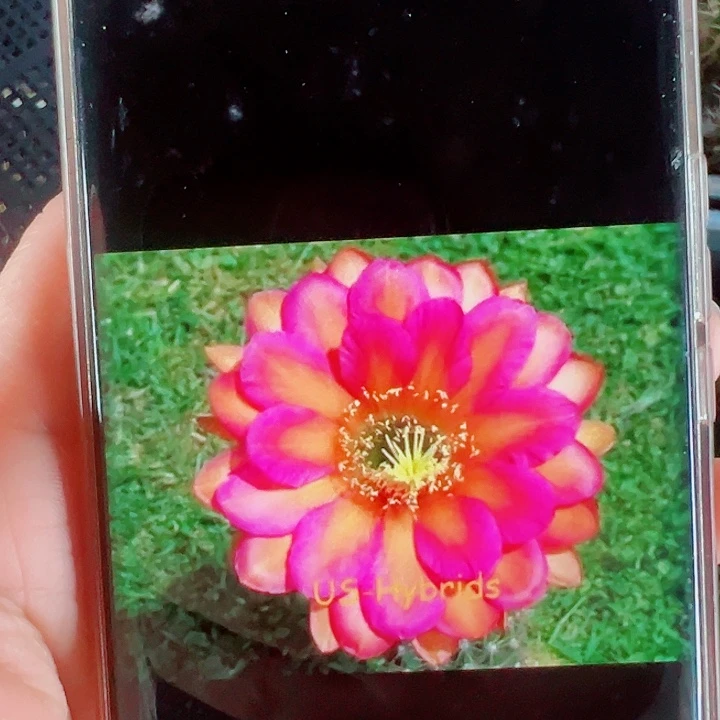 毛花柱克一布侧芽拍一发二