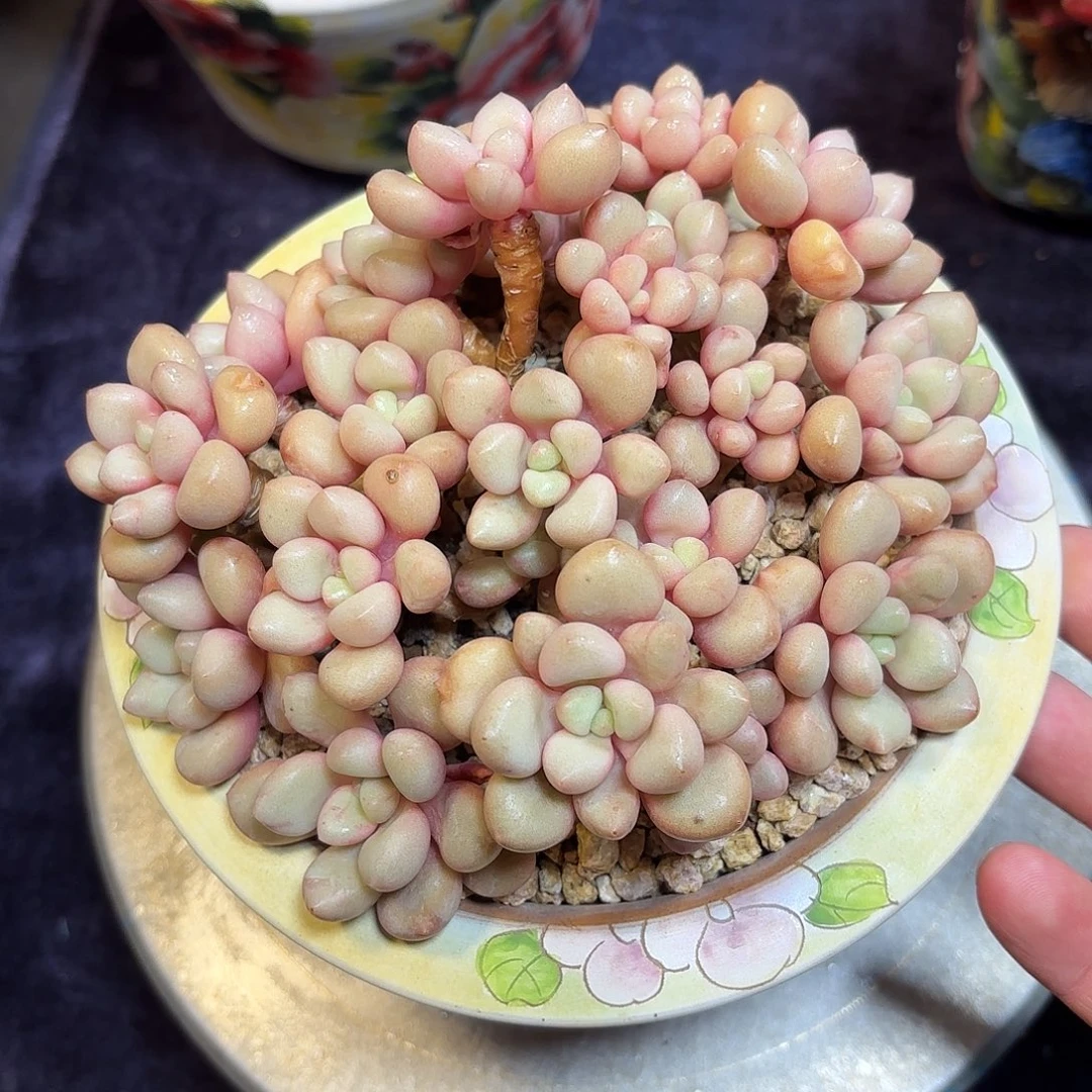 多肉植物脱土包邮