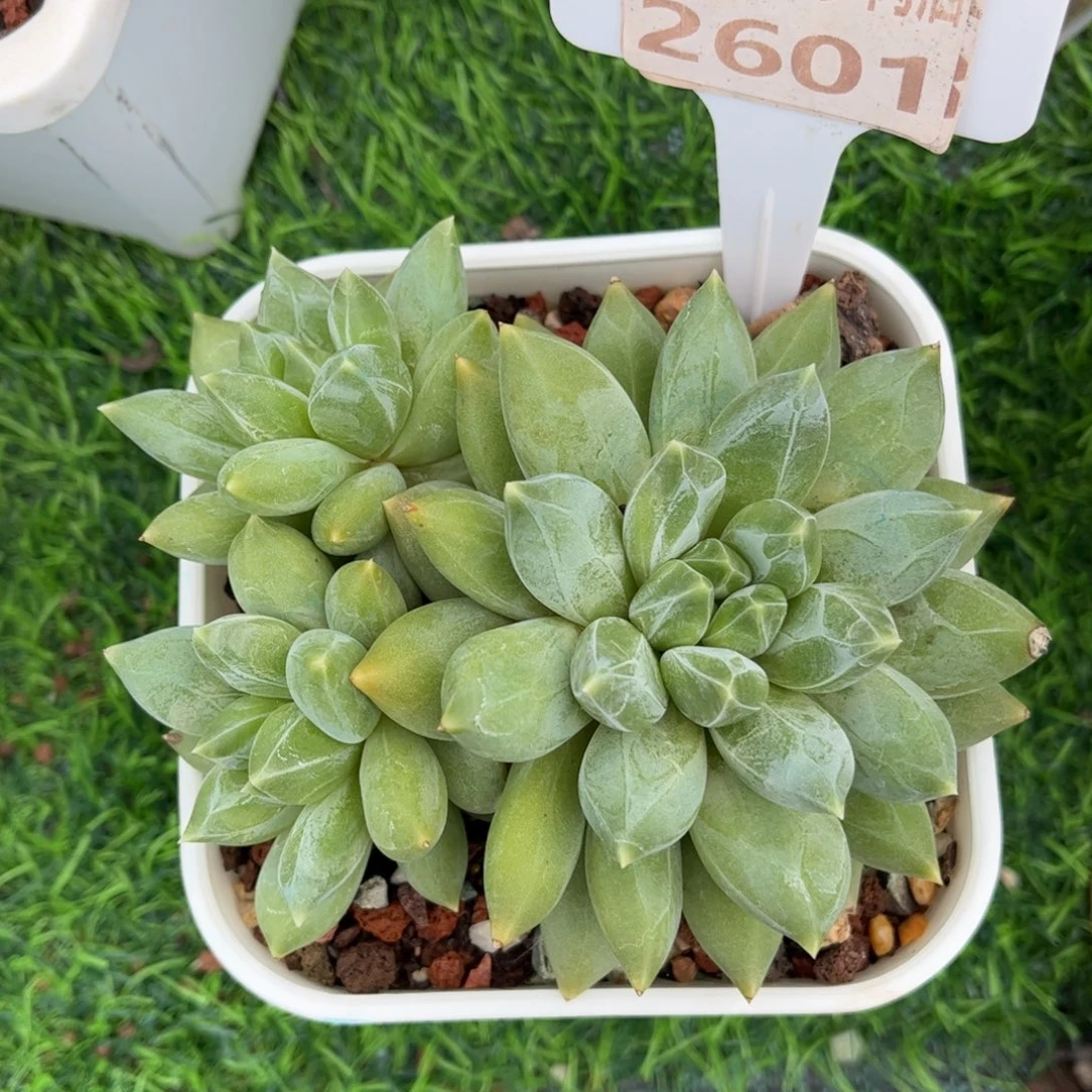 多肉植物2601 一定要拍个冷链哦