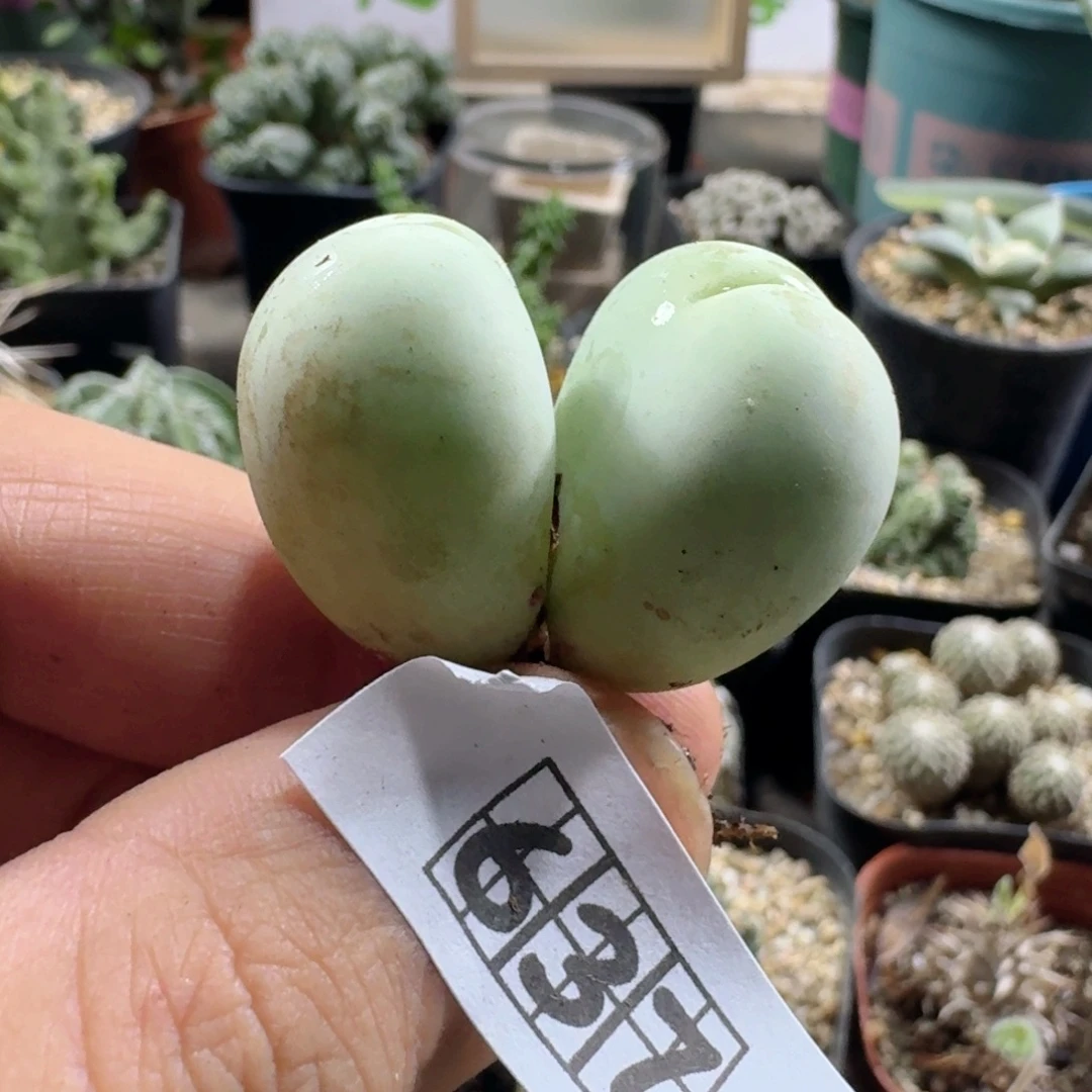 637鸽子蛋脱土发货