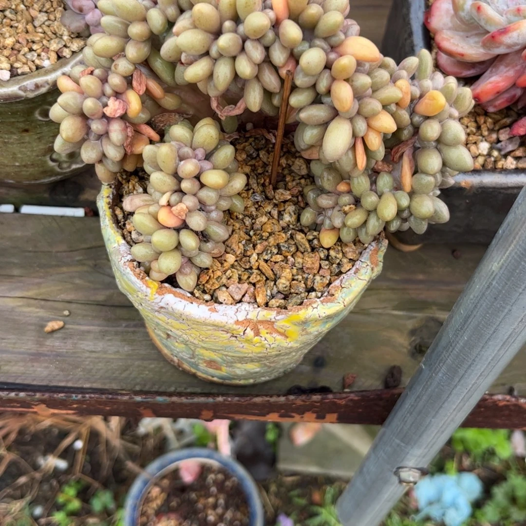 集***者111111414444411111