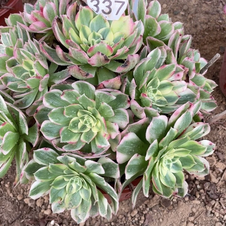 无花朵337多肉植物海仙