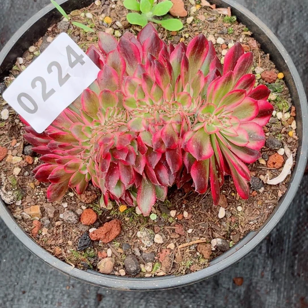 荔枝缀多肉特价发货