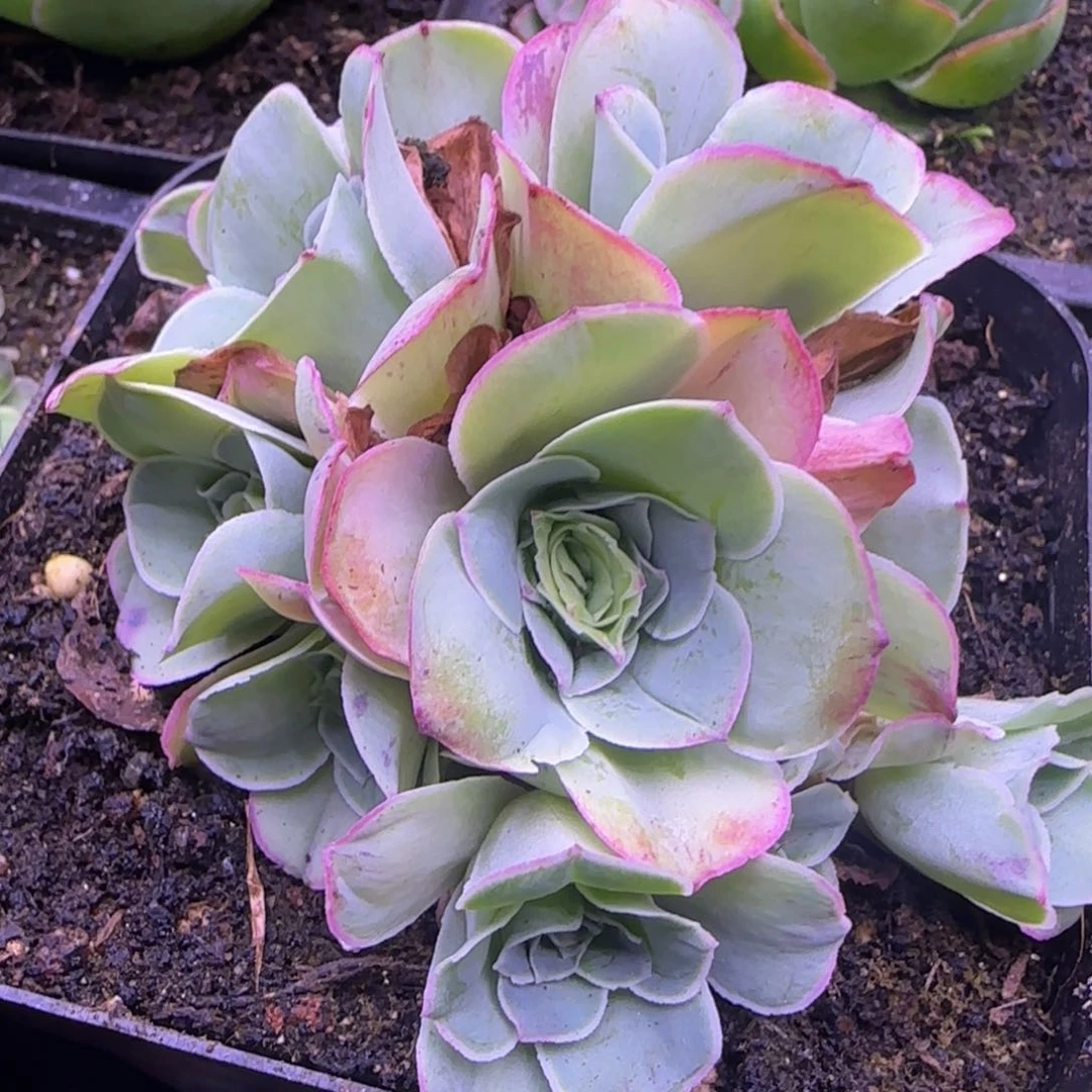 冰系列玫瑰花球老庄9厘米1213646464