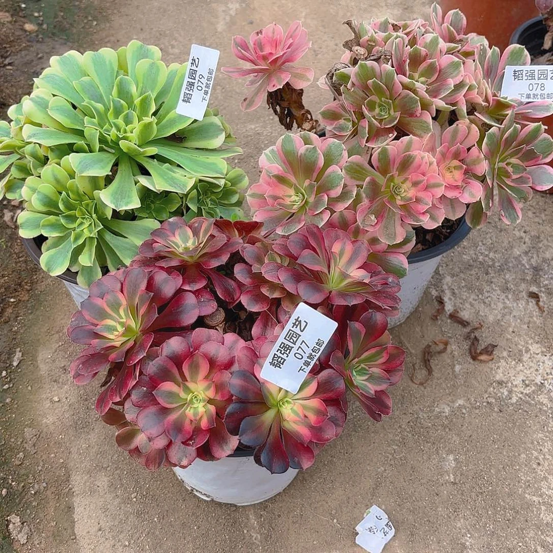 美杜莎女郎绿豆沙的植物砍头群77-78-79