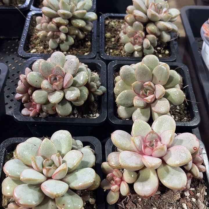 2棵精品葡萄多肉植物