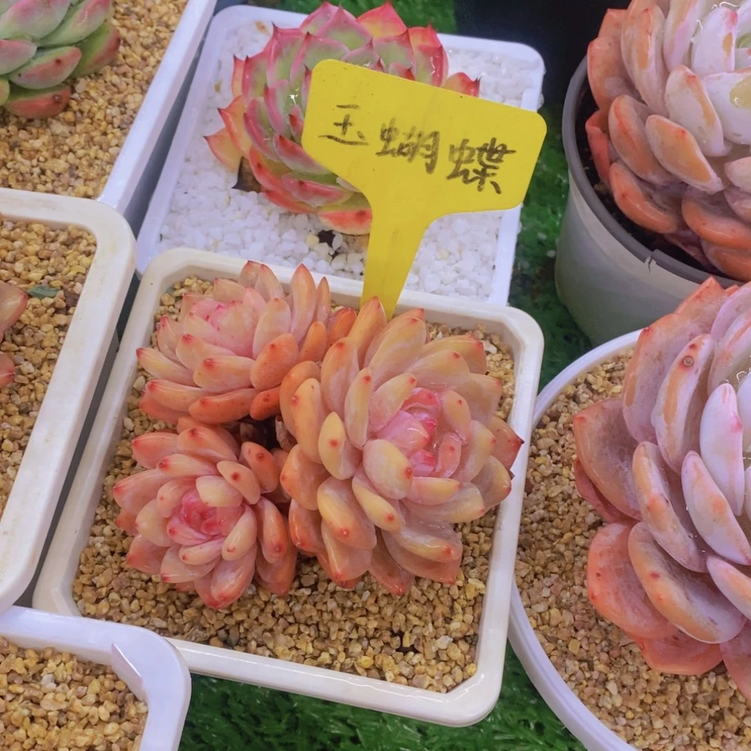 骑***?开心多肉植物多肉