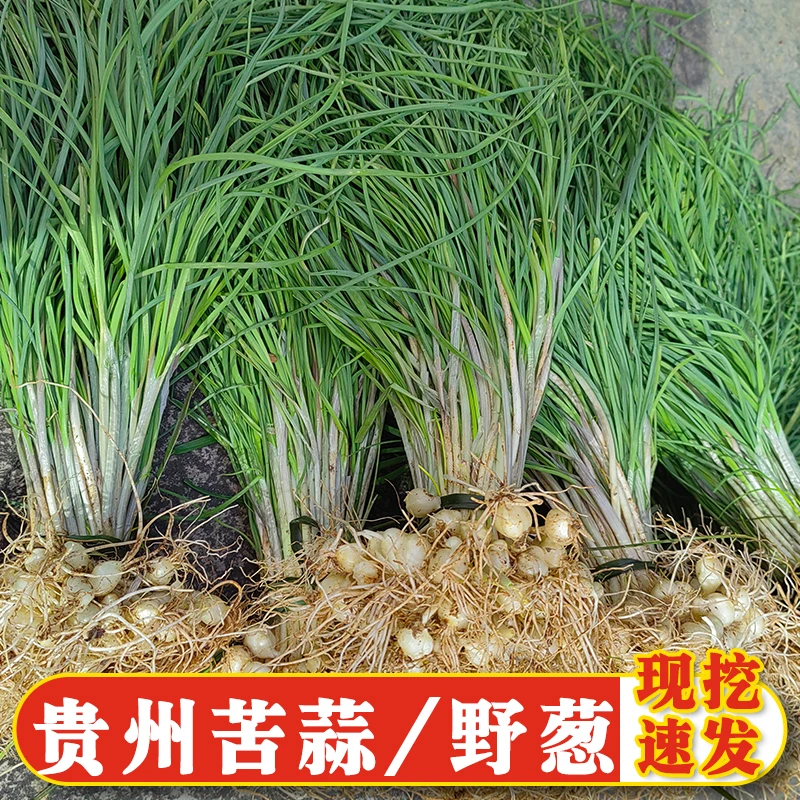 贵州现挖新鲜野葱带泥发货新鲜野葱野葱小根蒜苦蒜保鲜发货
