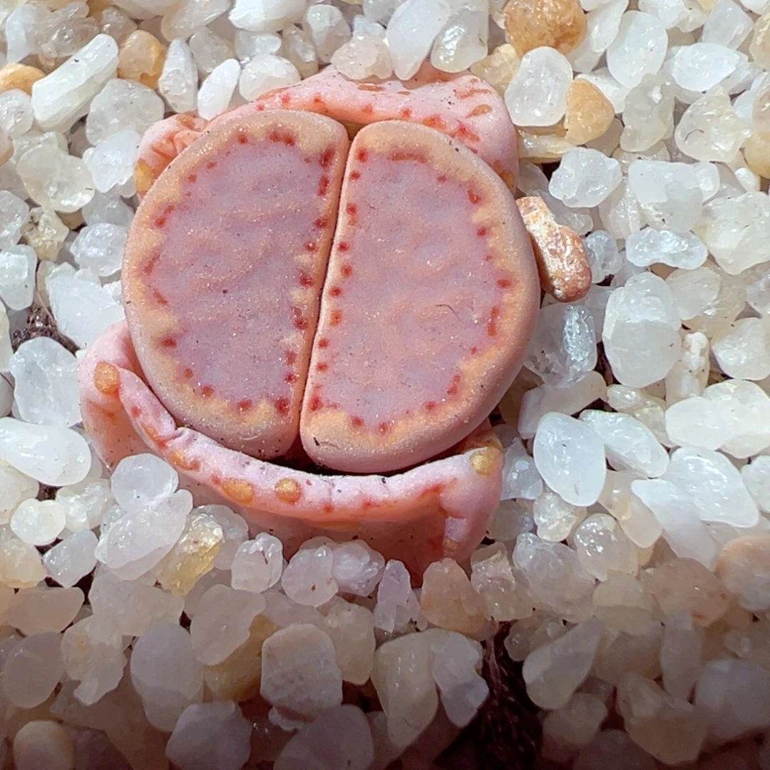 226-412多肉171粉饼干