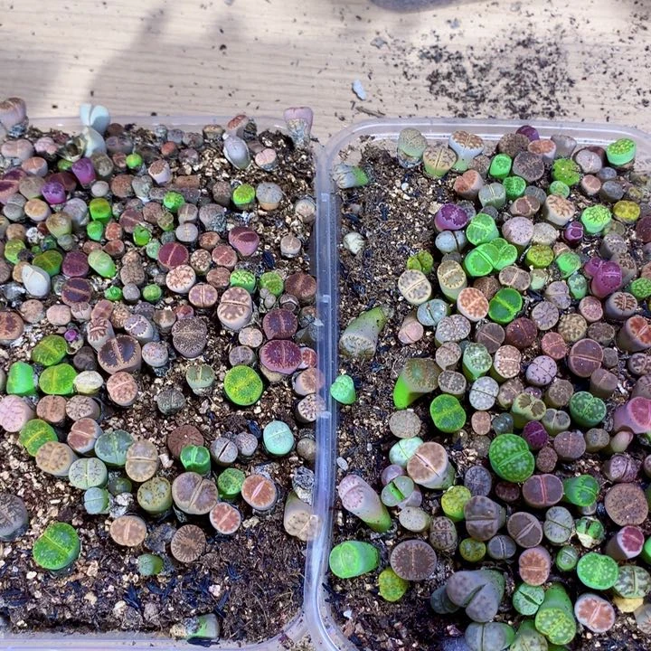 【闪购商品】桥**豆多肉植物一物一拍33