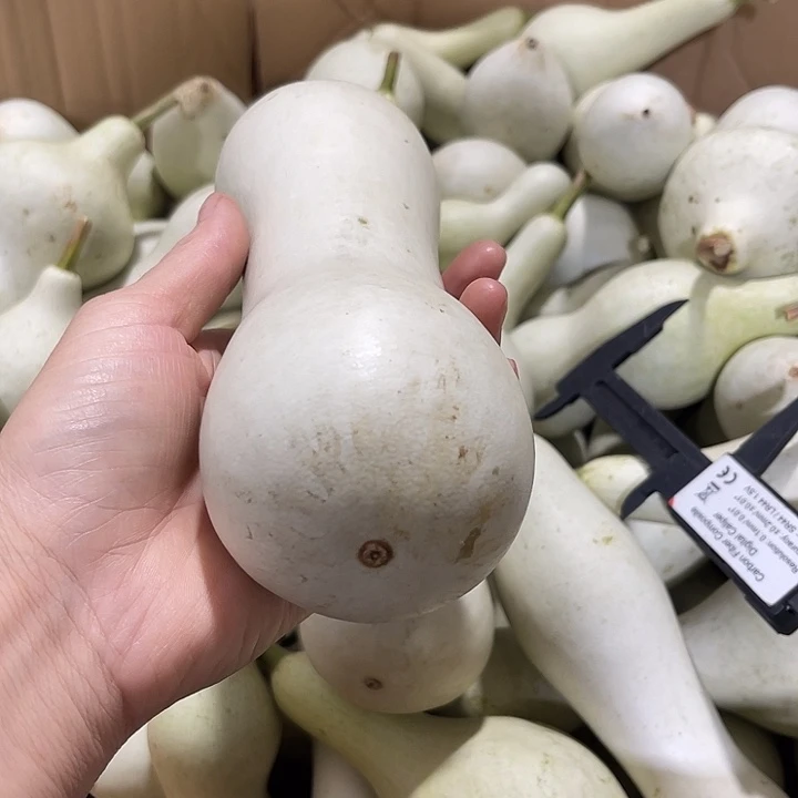 大果紫檀（缅甸花梨）飞*