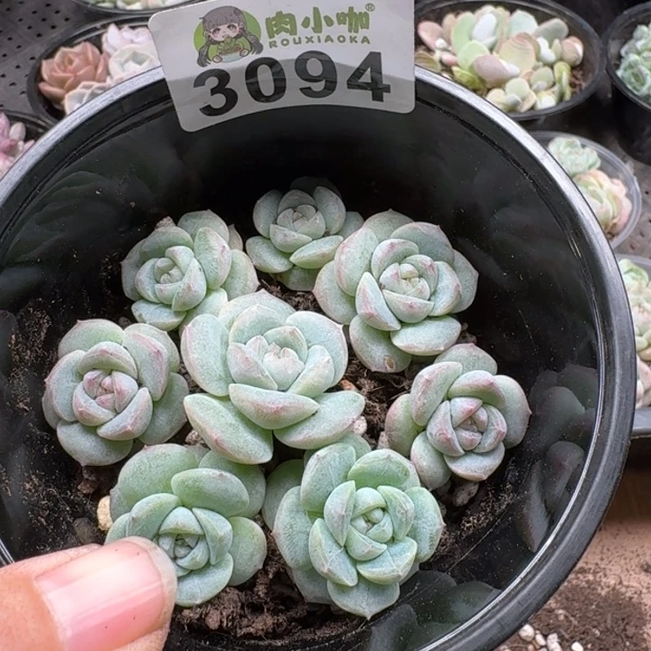 ℡***丶无花朵多肉植物多肉植物