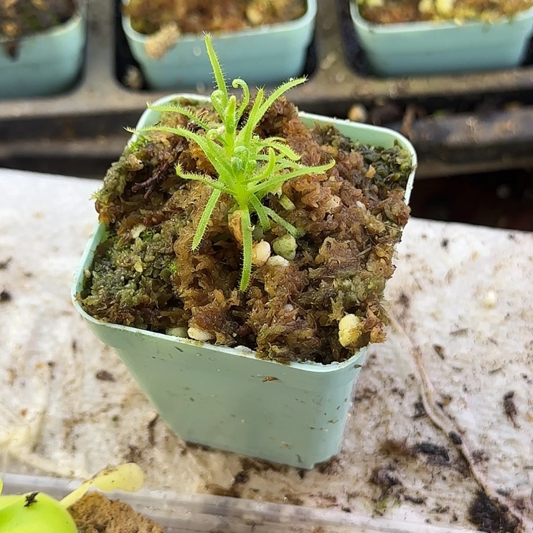 完全开放美杜莎捕虫树小苗