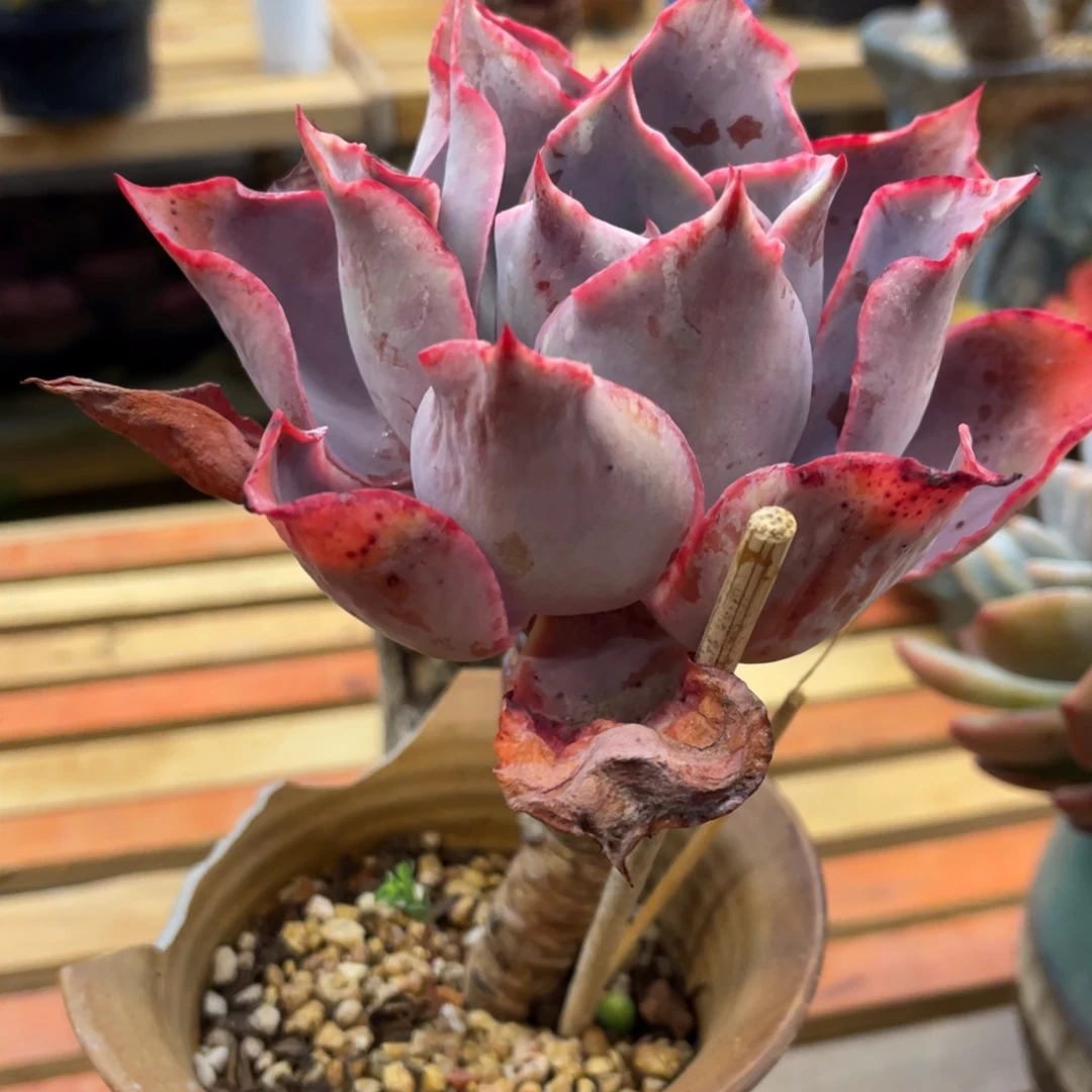 T****)73373737373767373783