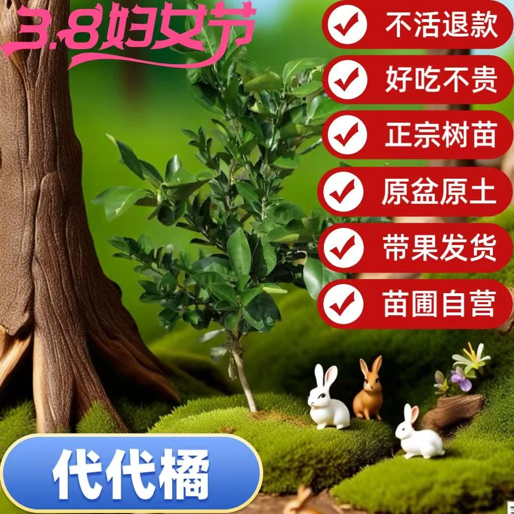 代代橘树苗原盆原土发货产地直销盆栽地栽正宗果树苗木回青橙四季
