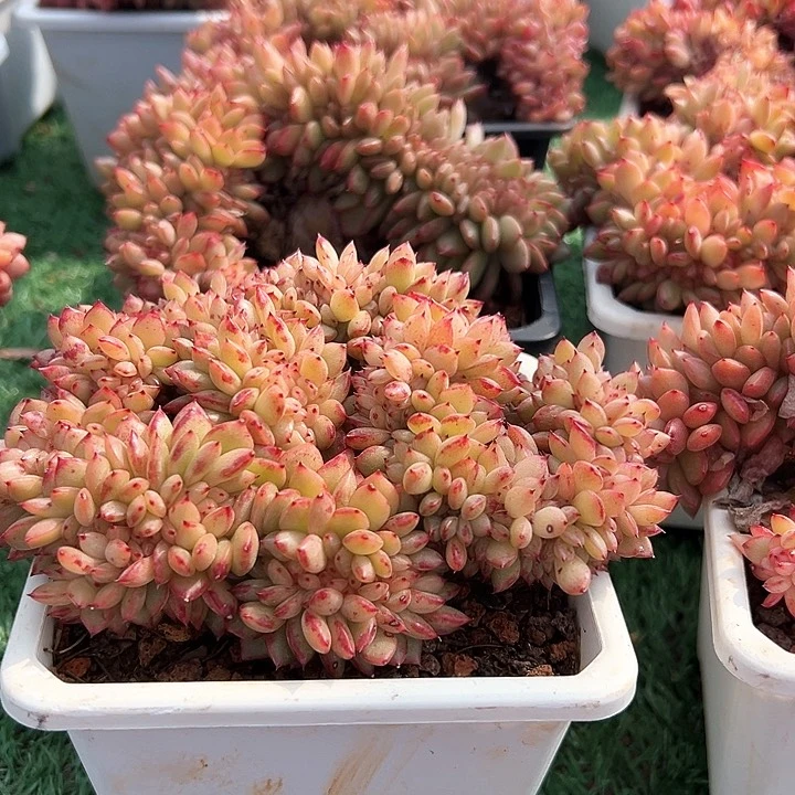 20.28粉底醉一个脱土