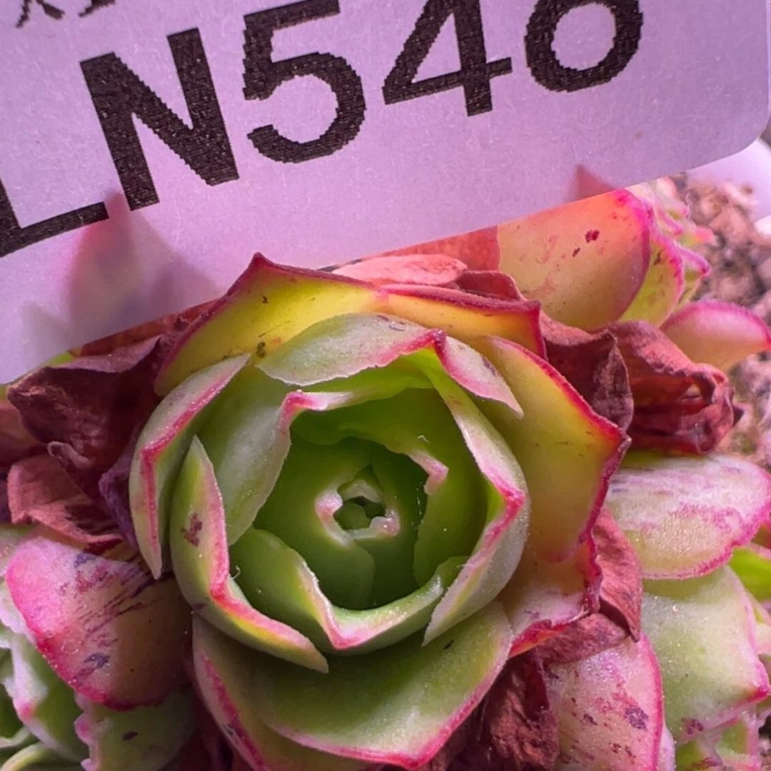 LN546潘金莲Ｘ各种侧芽价