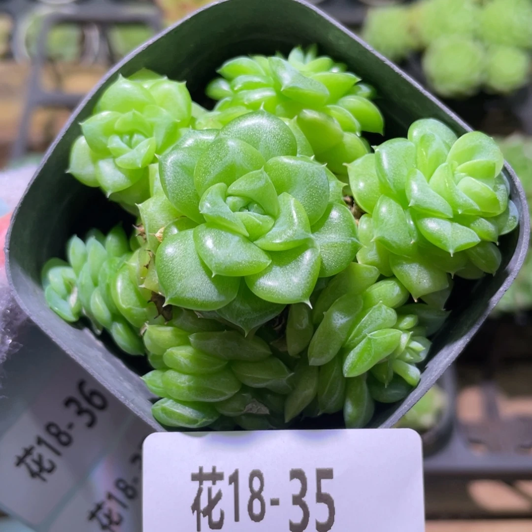 花利美18-35白天鹅