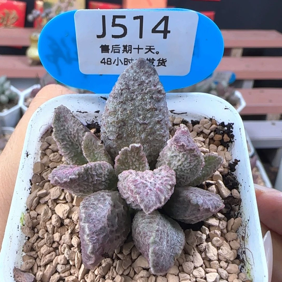 实物实拍。    514。
