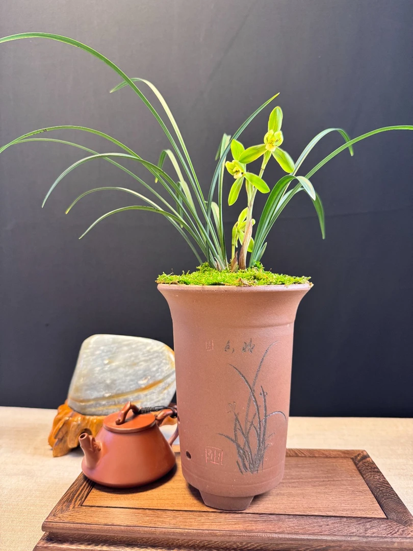 【春兰●宋梅】矮种浓香经典名品荷瓣兰花盆栽花卉绿植室内好养