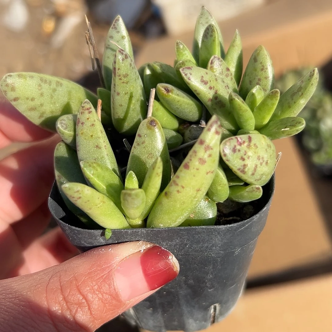 多肉植物多肉植物