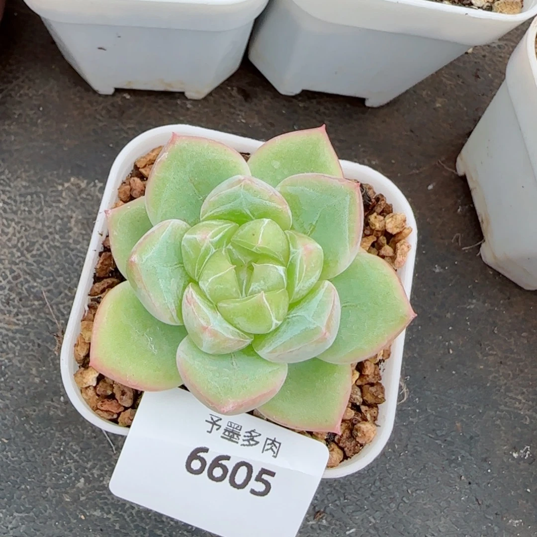 璇玑珍妮，6605多肉植物