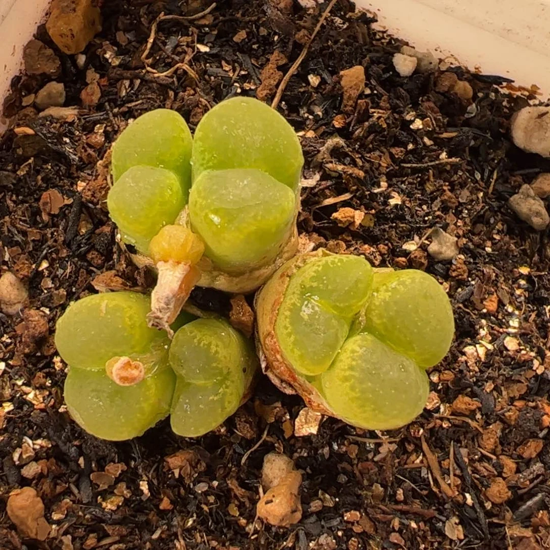 015多肉植物百科