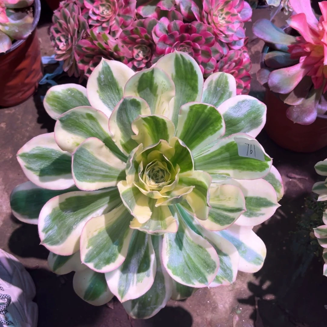 多肉植物燕姿761