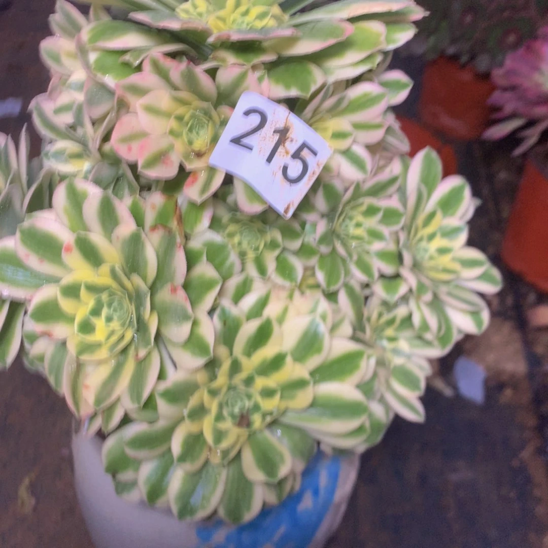 215迈迈多肉植物