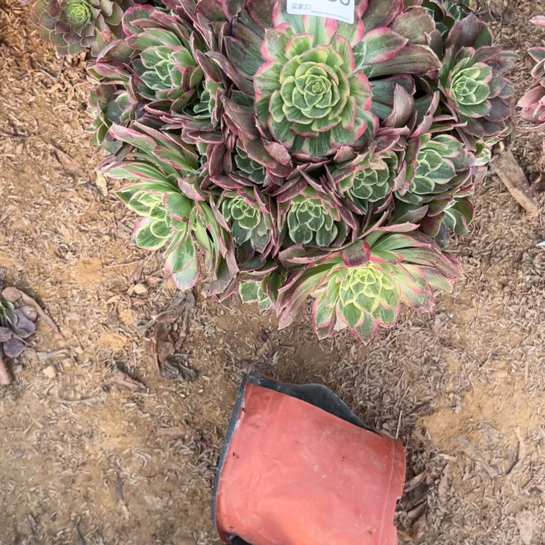 866水蜜桃多肉植物法师