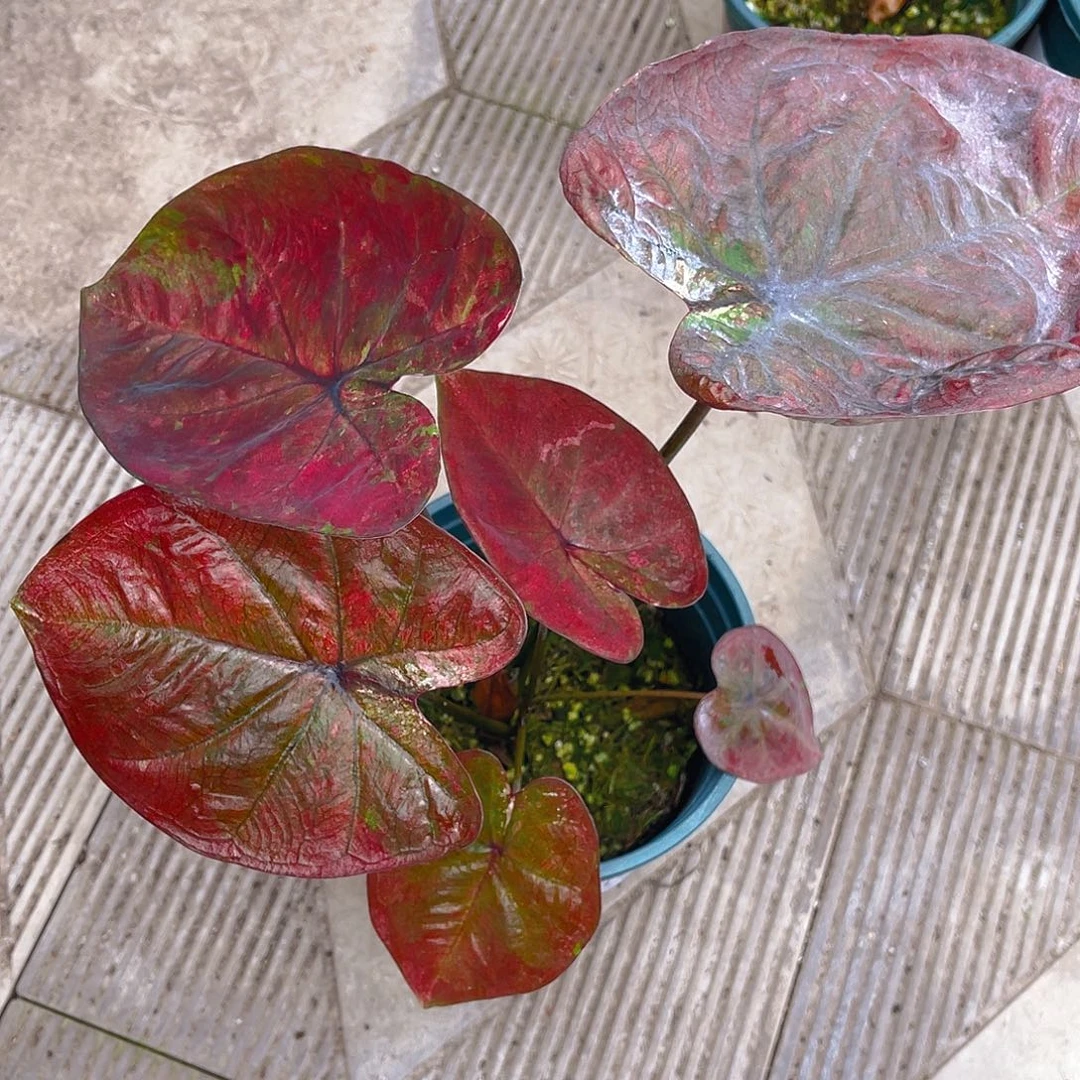 完全开放泰彩一物一拍1879