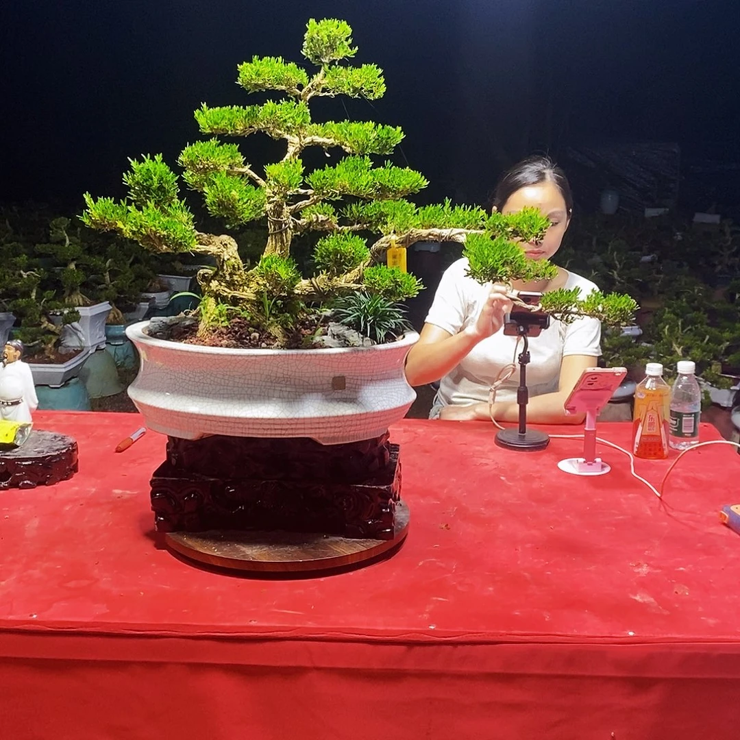 当前无花朵，栽培后可花朵