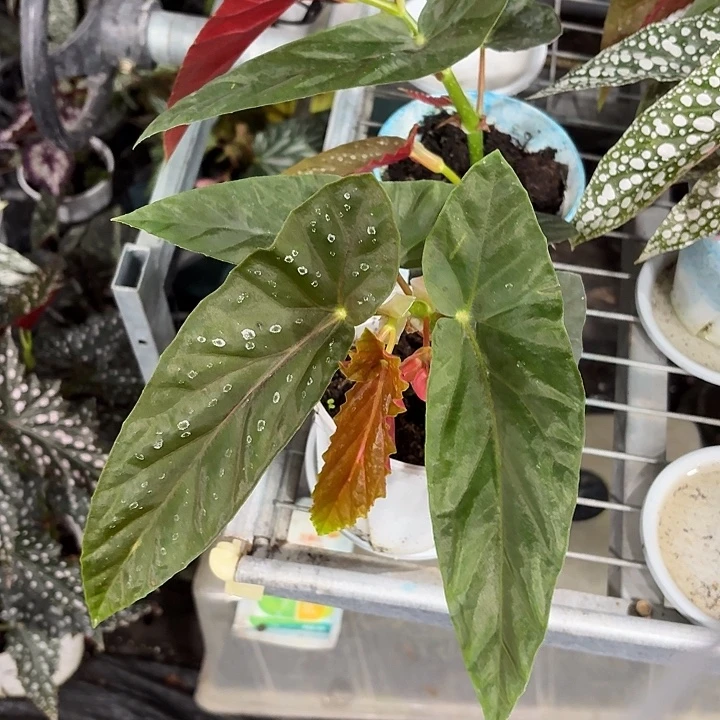 完全开放南武城秋海棠