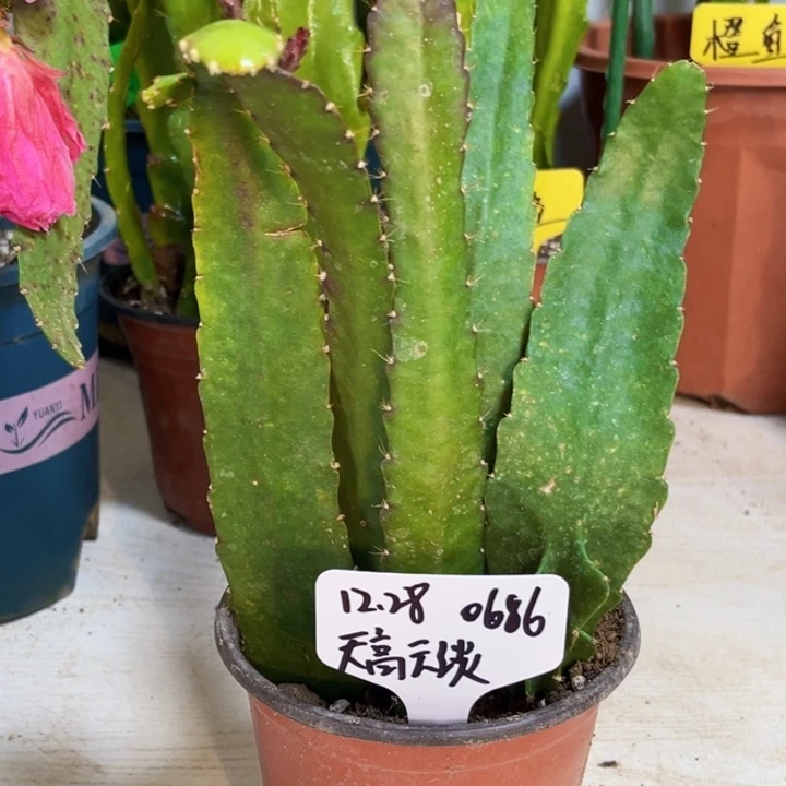 当前无花栽培后可以开花天**淡双色