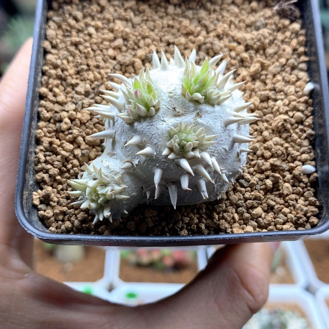 撒*嘿345惠比须笑带盆