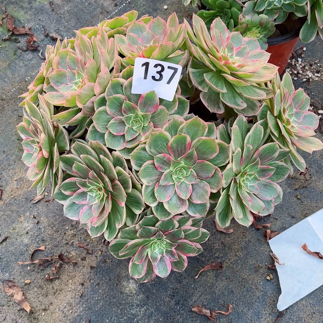 无花朵多肉植物137