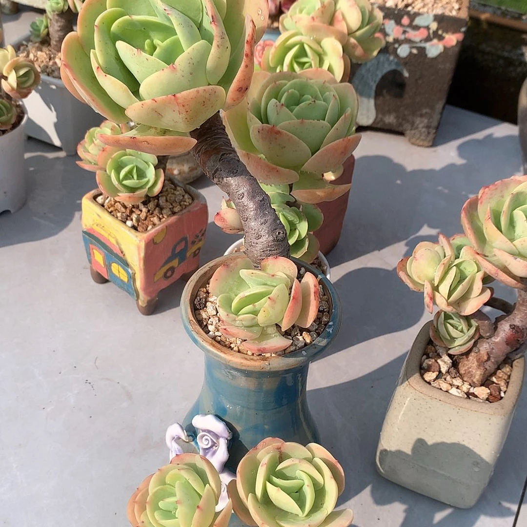 鸡蛋碧桃多肉两颗