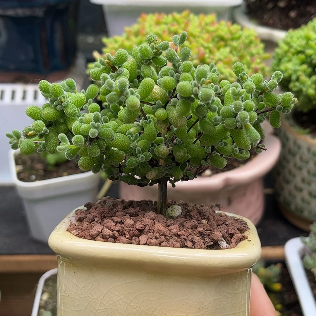 昕宝翡翠带盆枝干番杏